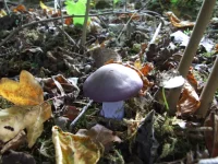 Paarse schijnridderzwam [Lepista nuda]